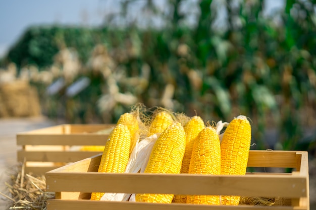 Vaisselle biodégradable à base d'amidon de maïs et son histoire